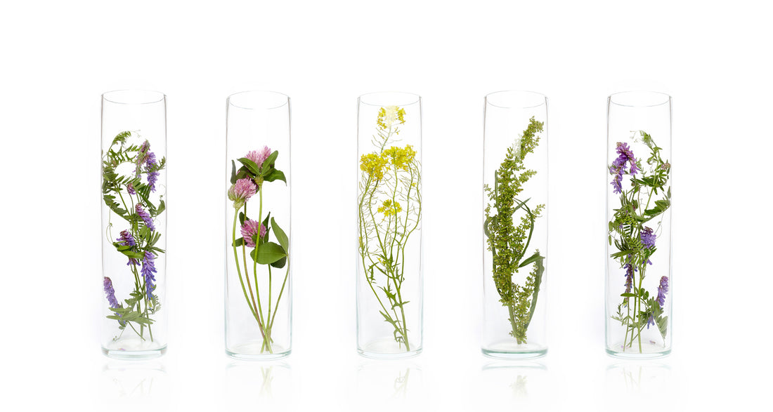 aceites-esenciales-blog-frascos-con-plantas-esencias