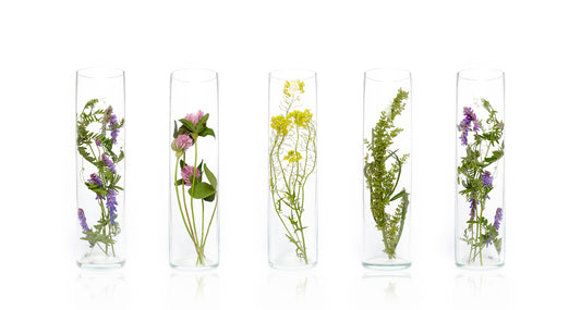aceites-esenciales-blog-frascos-con-plantas-esencias